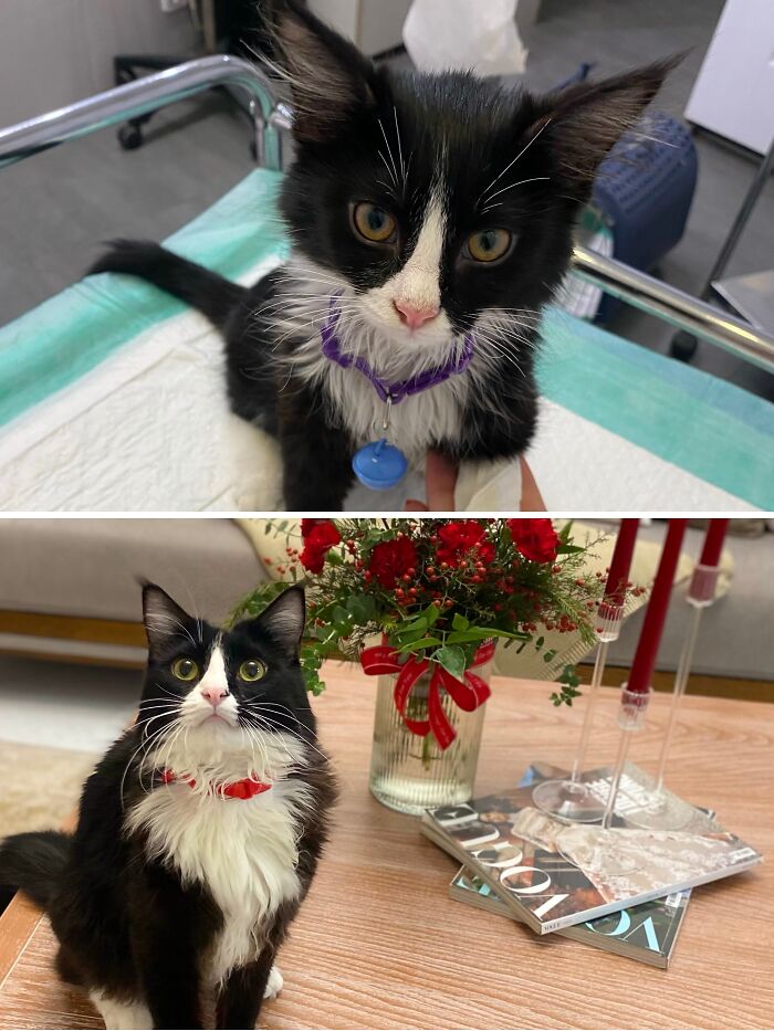 Cats Who Went From Zero to Hero After Finding Their Forever Homes