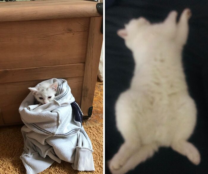 Cats Who Went From Zero to Hero After Finding Their Forever Homes