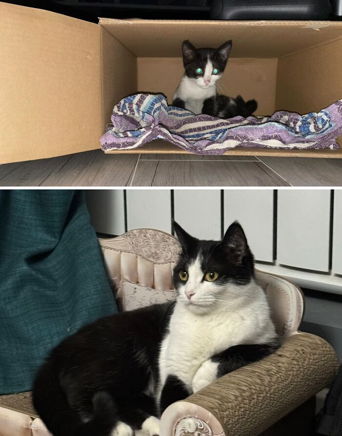 Cats Who Went From Zero to Hero After Finding Their Forever Homes