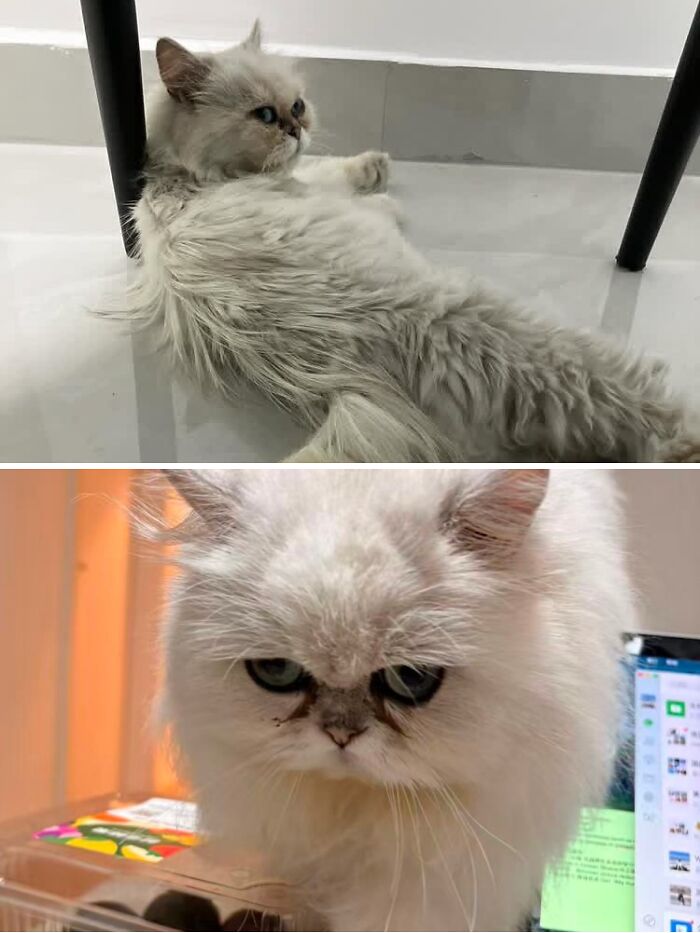 Cats Who Went From Zero to Hero After Finding Their Forever Homes