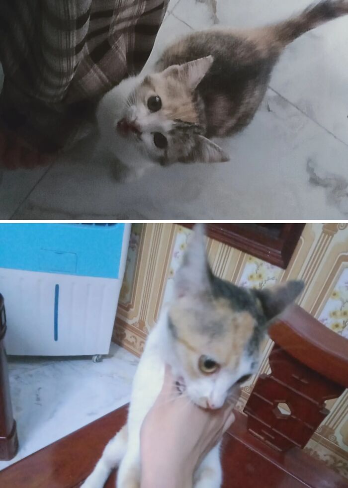Cats Who Went From Zero to Hero After Finding Their Forever Homes