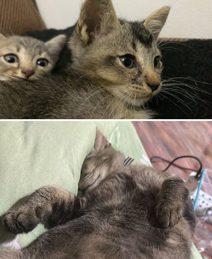 Cats Who Went From Zero to Hero After Finding Their Forever Homes