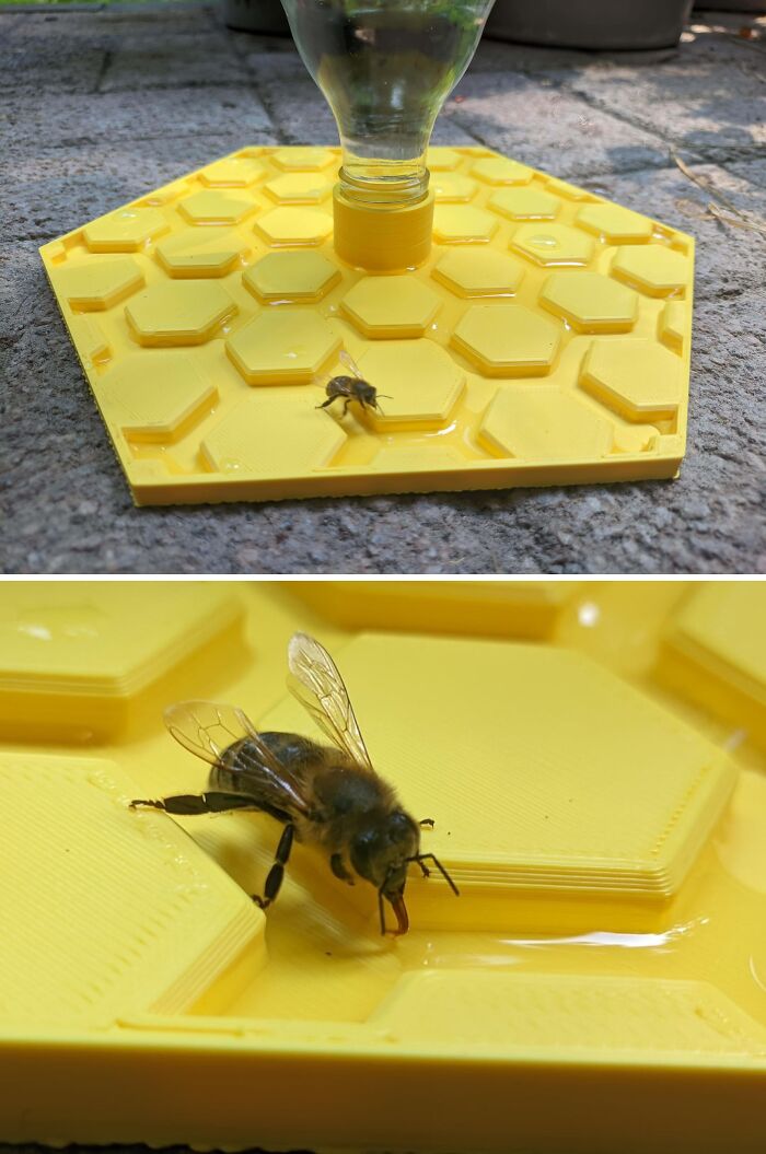Insect Water Station Project: Visitors Arrived Fast!
