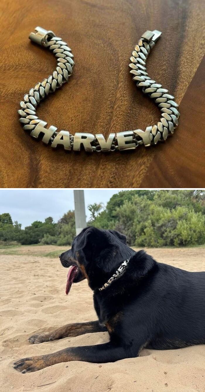 Gave My Dog A Custom Stainless Steel Collar
