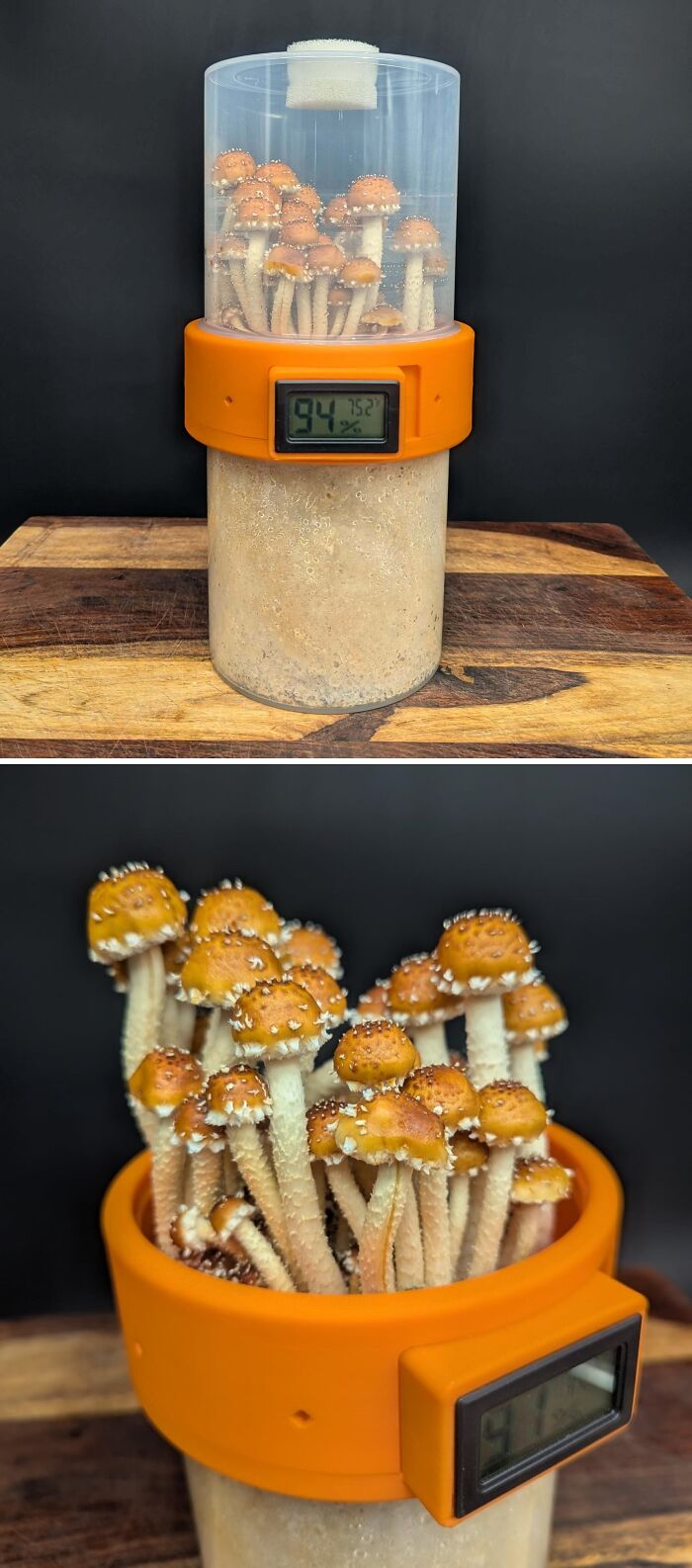 Handheld Mushroom Grow Kit That’s Fun To Hold