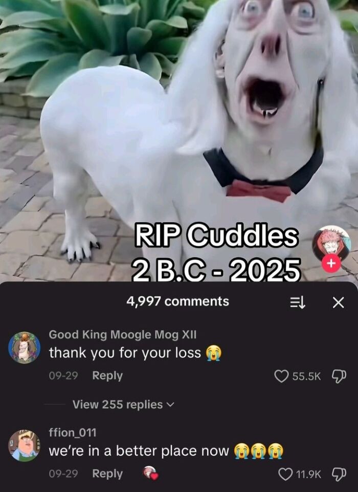 Wait, They Actually Ranked These Cringe Posts?! Prepare to Laugh and Squirm