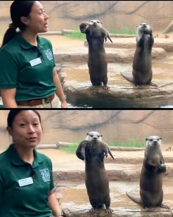 Mom Otter Flaunts Her Baby, Dad Otter Flaunts His Rock