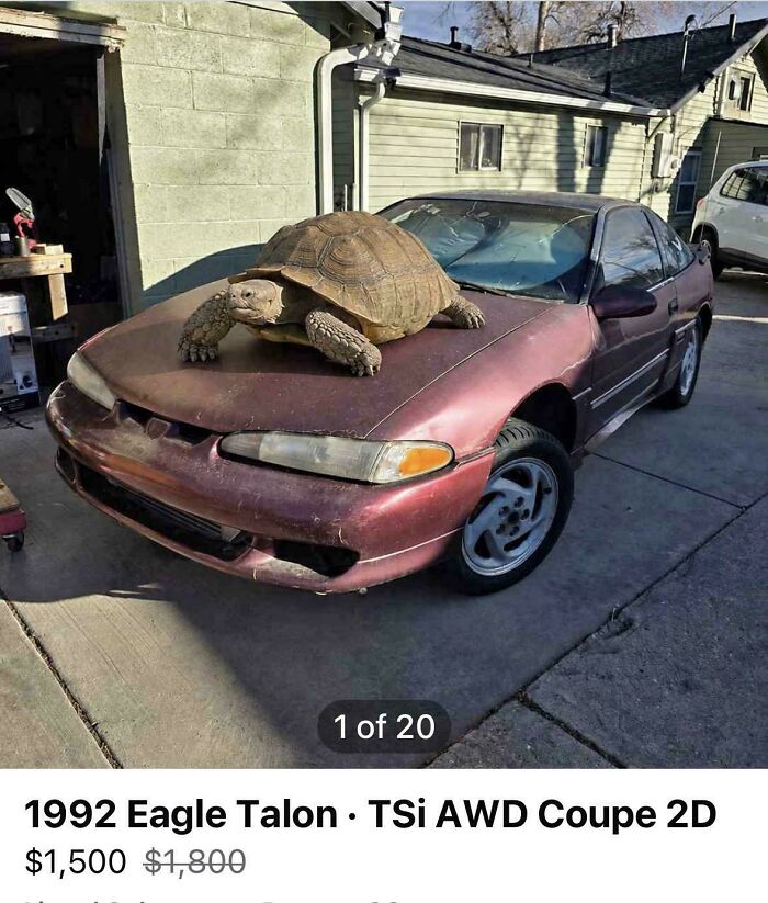 When They Said Hood Ornaments, Did They Mean This?