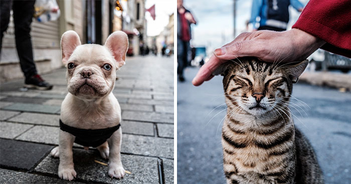 These 33 Pics Show Cats & Dogs Totally Owning Istanbul’s Streets