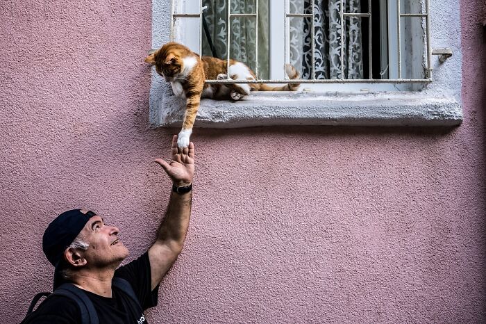 These 33 Pics Show Cats & Dogs Totally Owning Istanbul’s Streets