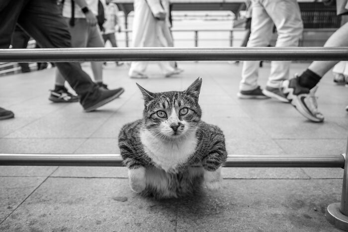 These 33 Pics Show Cats & Dogs Totally Owning Istanbul’s Streets