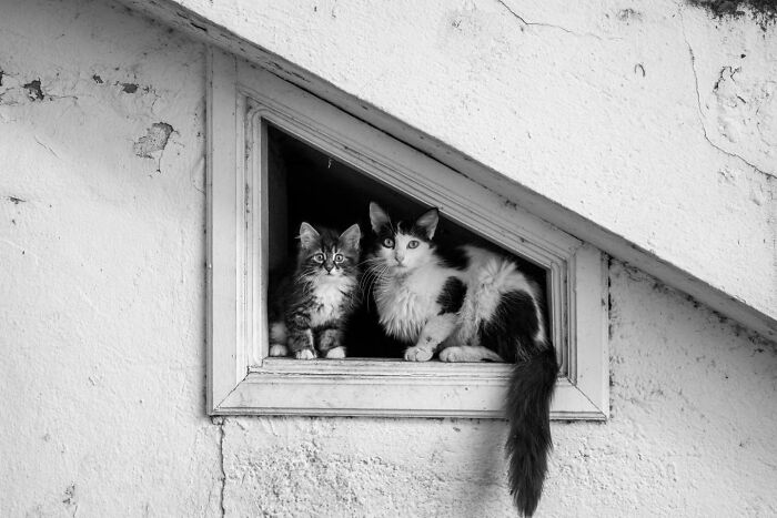 These 33 Pics Show Cats & Dogs Totally Owning Istanbul’s Streets