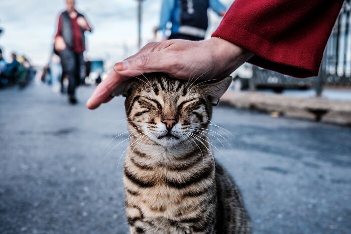 These 33 Pics Show Cats & Dogs Totally Owning Istanbul’s Streets