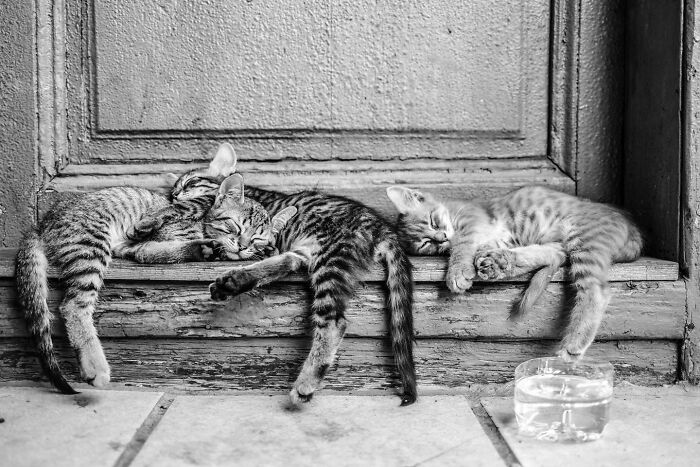These 33 Pics Show Cats & Dogs Totally Owning Istanbul’s Streets