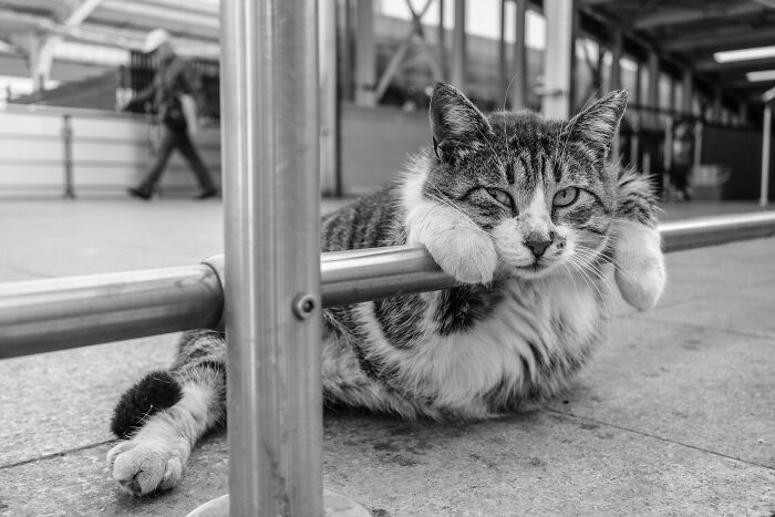 These 33 Pics Show Cats & Dogs Totally Owning Istanbul’s Streets