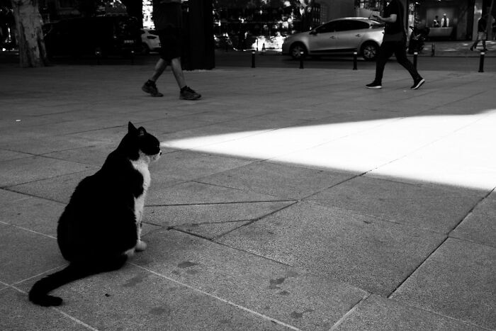 These 33 Pics Show Cats & Dogs Totally Owning Istanbul’s Streets