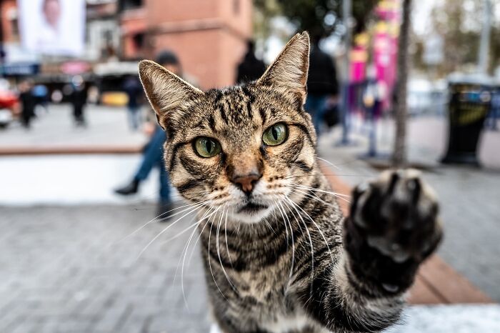 These 33 Pics Show Cats & Dogs Totally Owning Istanbul’s Streets