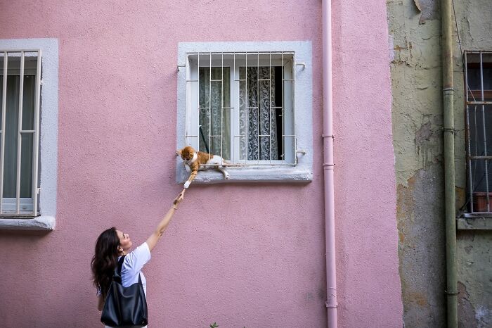 These 33 Pics Show Cats & Dogs Totally Owning Istanbul’s Streets