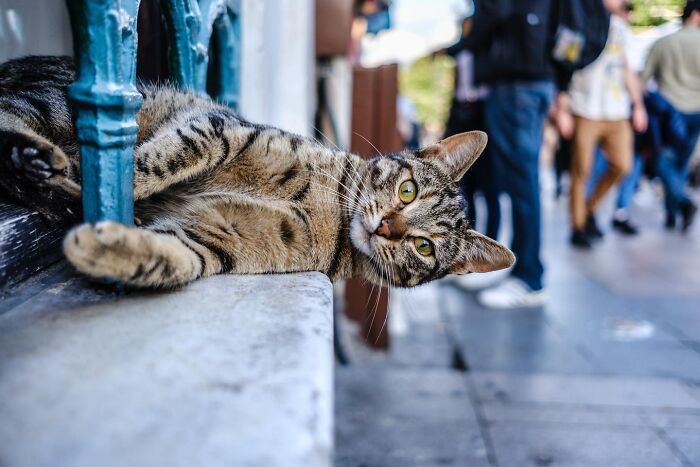 These 33 Pics Show Cats & Dogs Totally Owning Istanbul’s Streets