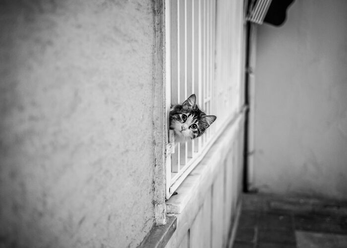 These 33 Pics Show Cats & Dogs Totally Owning Istanbul’s Streets