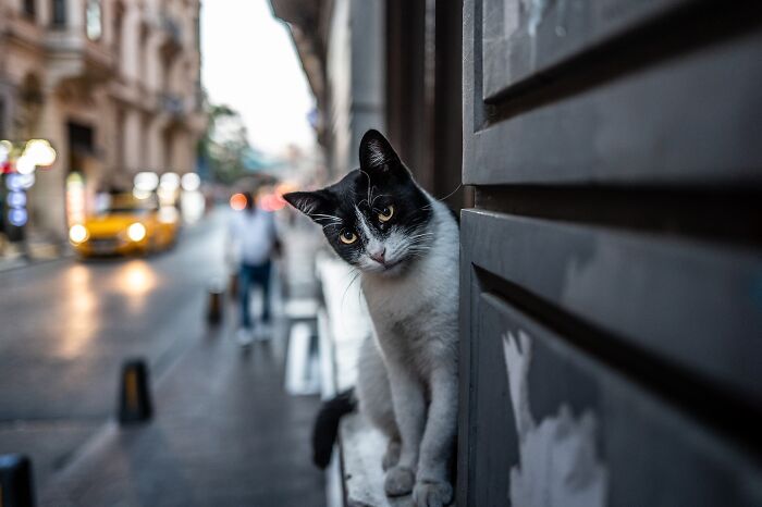 These 33 Pics Show Cats & Dogs Totally Owning Istanbul’s Streets