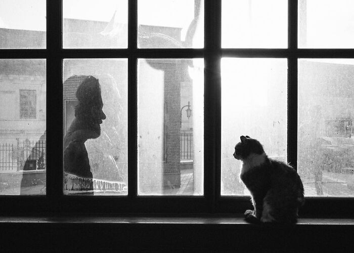 These 33 Pics Show Cats & Dogs Totally Owning Istanbul’s Streets