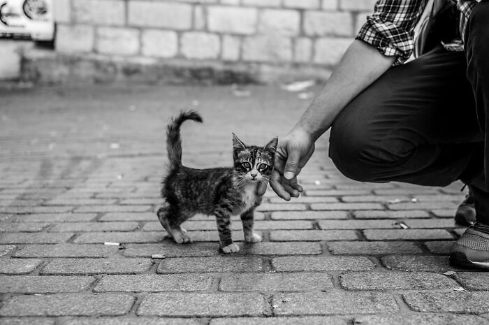 These 33 Pics Show Cats & Dogs Totally Owning Istanbul’s Streets