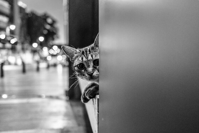 These 33 Pics Show Cats & Dogs Totally Owning Istanbul’s Streets