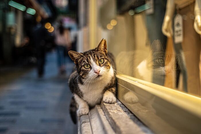 These 33 Pics Show Cats & Dogs Totally Owning Istanbul’s Streets