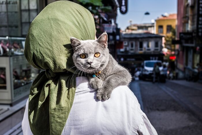 These 33 Pics Show Cats & Dogs Totally Owning Istanbul’s Streets