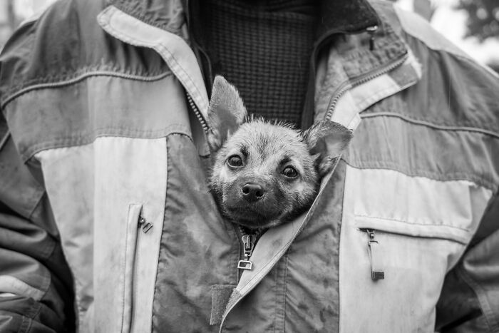 These 33 Pics Show Cats & Dogs Totally Owning Istanbul’s Streets