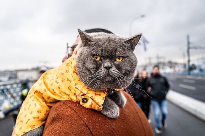 These 33 Pics Show Cats & Dogs Totally Owning Istanbul’s Streets