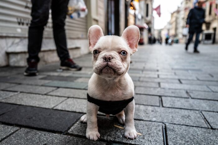 These 33 Pics Show Cats & Dogs Totally Owning Istanbul’s Streets