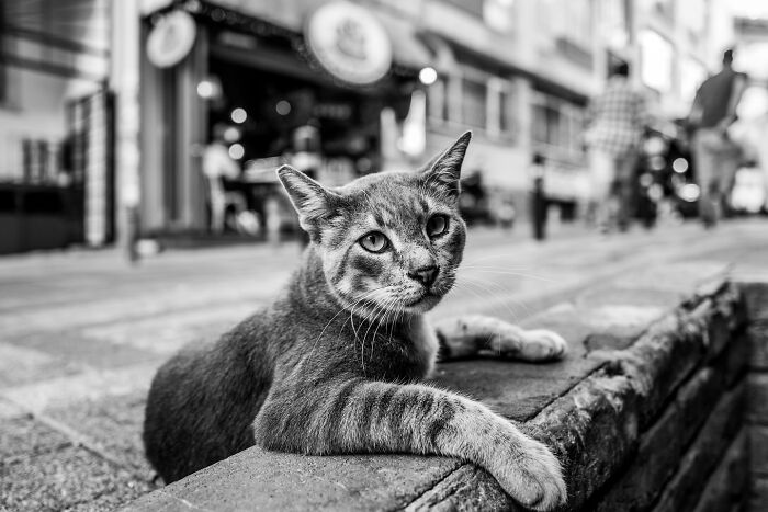 These 33 Pics Show Cats & Dogs Totally Owning Istanbul’s Streets