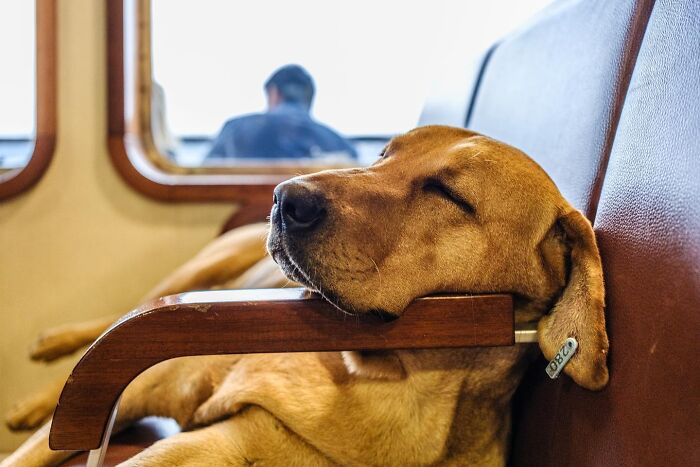 These 33 Pics Show Cats & Dogs Totally Owning Istanbul’s Streets