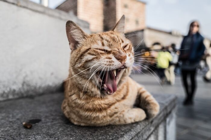 These 33 Pics Show Cats & Dogs Totally Owning Istanbul’s Streets