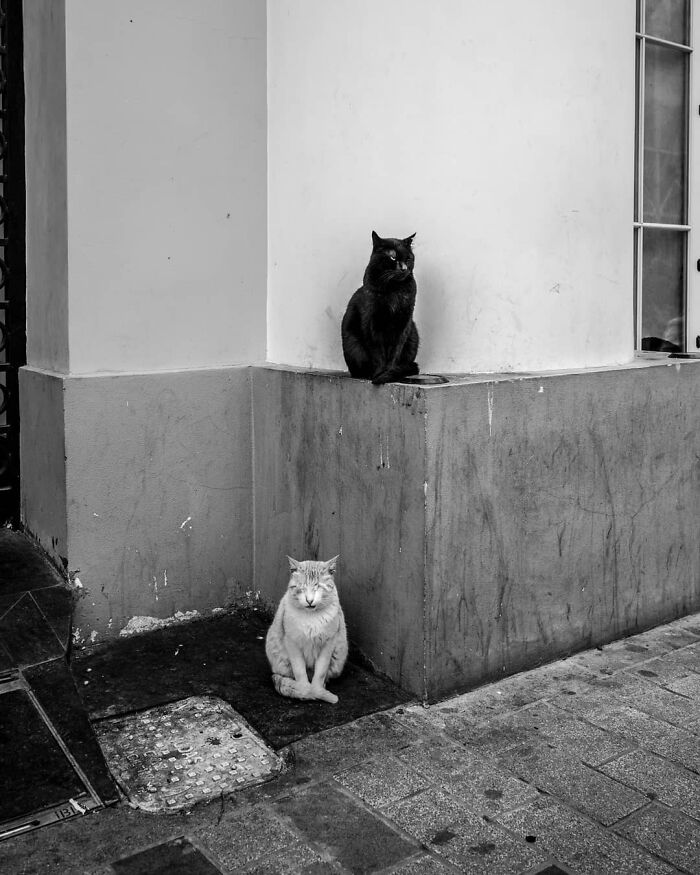 These 33 Pics Show Cats & Dogs Totally Owning Istanbul’s Streets