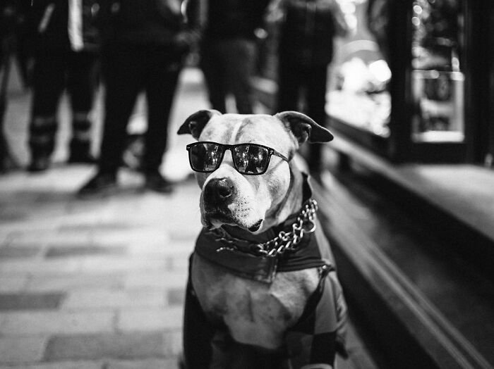 These 33 Pics Show Cats & Dogs Totally Owning Istanbul’s Streets