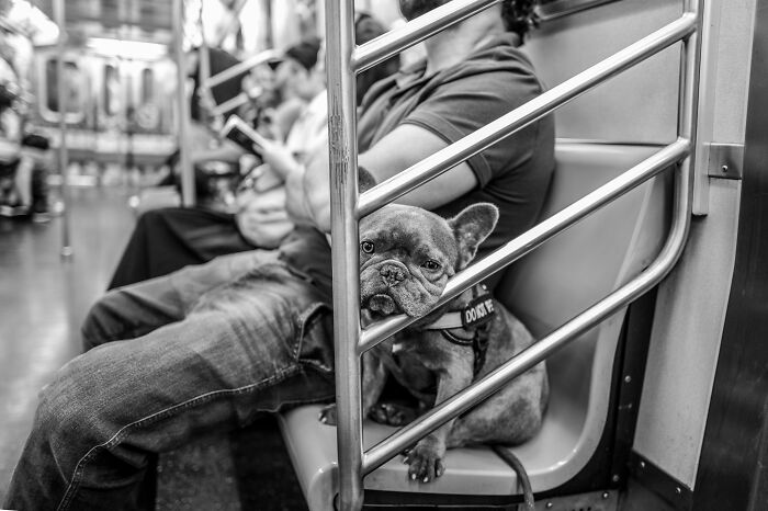 These 33 Pics Show Cats & Dogs Totally Owning Istanbul’s Streets