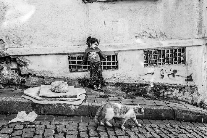 These 33 Pics Show Cats & Dogs Totally Owning Istanbul’s Streets
