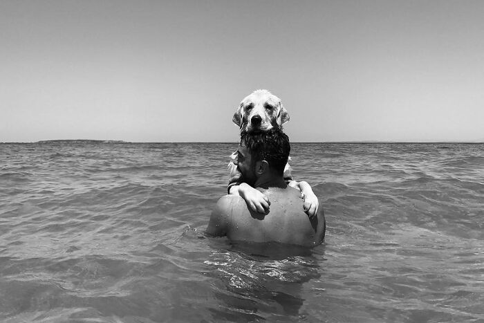 These 33 Pics Show Cats & Dogs Totally Owning Istanbul’s Streets