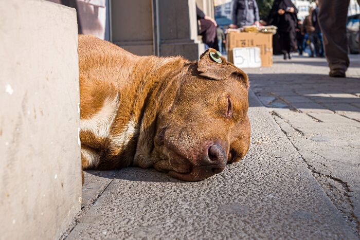 These 33 Pics Show Cats & Dogs Totally Owning Istanbul’s Streets
