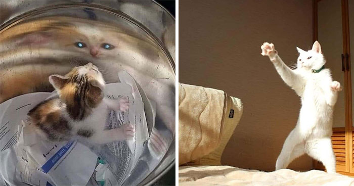 32 Animal Photos That Are So Good, We Swear They’re Magic