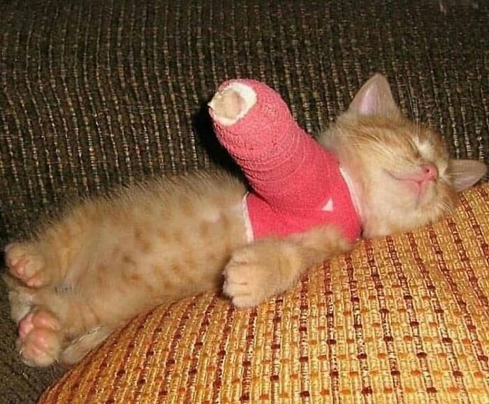 32 Animal Photos That Are So Good, We Swear They're Magic