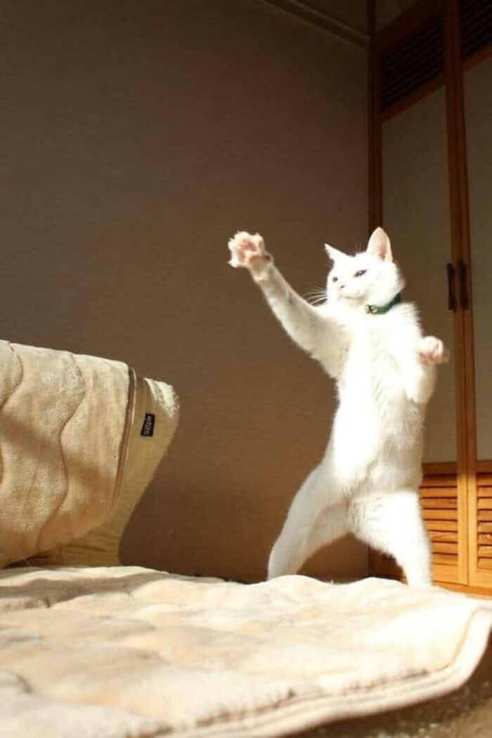 32 Animal Photos That Are So Good, We Swear They're Magic