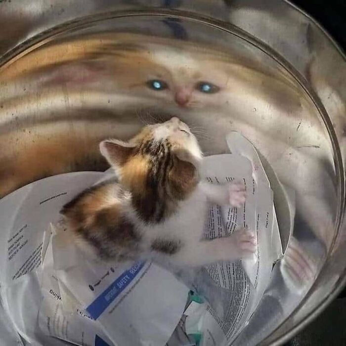 32 Animal Photos That Are So Good, We Swear They're Magic