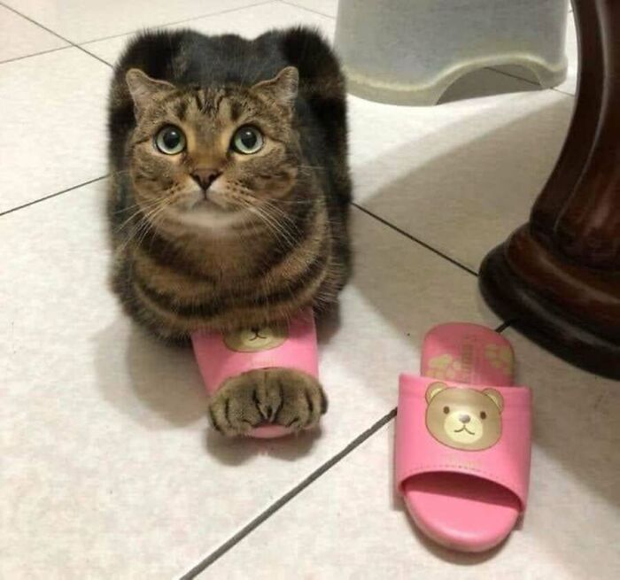32 Animal Photos That Are So Good, We Swear They're Magic