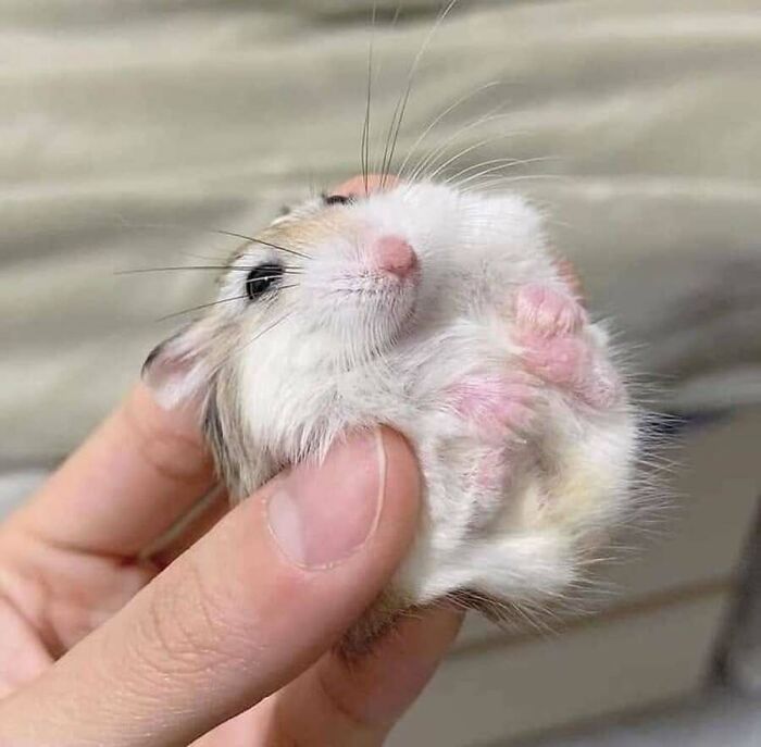 32 Animal Photos That Are So Good, We Swear They're Magic