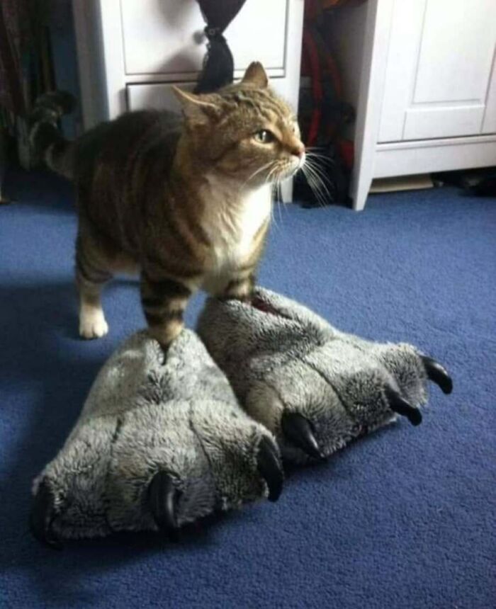 32 Animal Photos That Are So Good, We Swear They're Magic