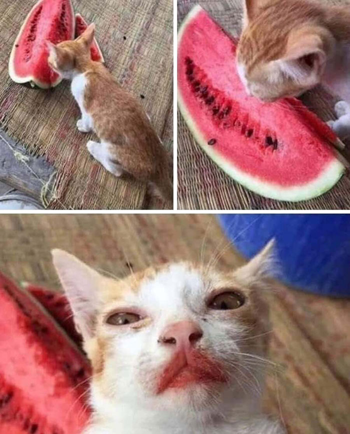 32 Animal Photos That Are So Good, We Swear They're Magic